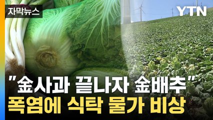 [자막뉴스] 폭염 끝 멀었는데...배추 '보릿고개' 서민 한숨 / YTN