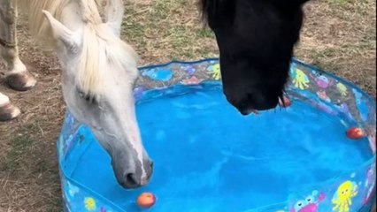 Apple Bobbing with horses turns funny as one horse struggles to grab an apple