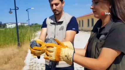 Van'da tedavisi tamamlanan hayvanlar doğaya salındı