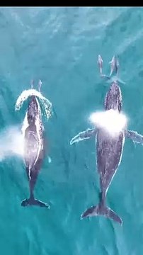 Marine Animals | Whales & Dolphins | Playing | Sea Life Explorer