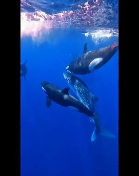 Marine Animals | Orca Whales | Killer Orcas | Sea Life Explorer
