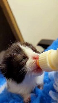 Rescued Nottinghamshire kittens: A kitten is hand-reared by a charity volunteer