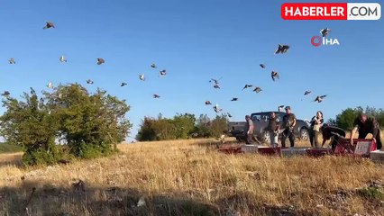 Kırklareli'nde keklikler doğaya salındı