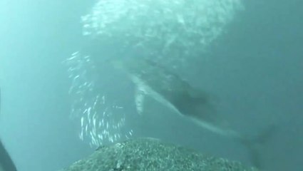 Sea lions carry cameras to help scientists map ocean floor for first time