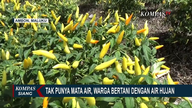 Tak Punya Sumber Mata Air, Petani Kecamatan Banda Sebut Bertahan Hidup dengan Air Hujan