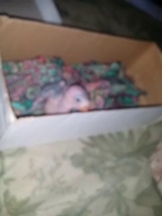 My lovely baby parrot opened his eyes...