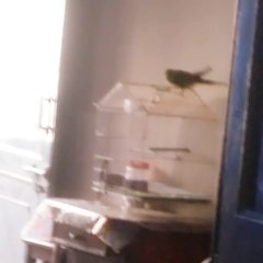 My lovely parrot learning new sounds... fun