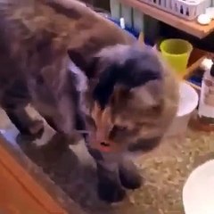 Silly Cats with Human Mouths 2024