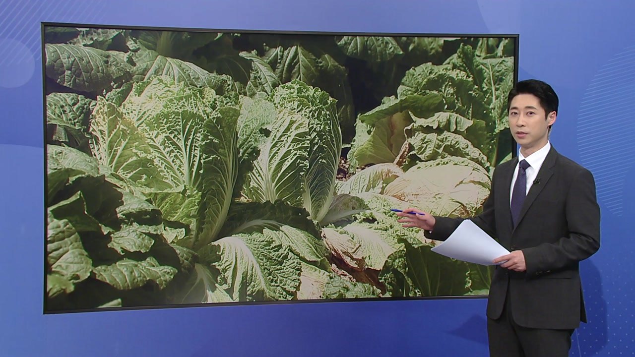 폭염 이달 말까지 이어지는데 배추 '보릿고개' [앵커리포트] / YTN