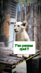 Réagit. Donne-moi ton avis.