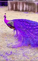 Animal Amazing vedio beauties #Forupage #Trending