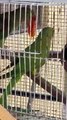 #trending #viral #usa #shortvideo #baby #parrot #parrotlover #parrottalking