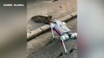 Robot köpeği takmayan kedinin rahatlığı sosyal medyada izlenme rekoru kırdı