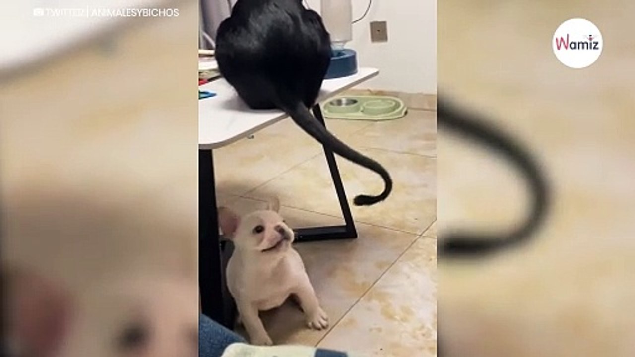 Kleine Bulldogge versucht, den Schwanz einer Katze zu jagen: Es ist zum Brüllen! (Video)