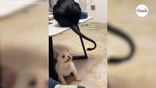 Kleine Bulldogge versucht, den Schwanz einer Katze zu jagen: Es ist zum Brüllen! (Video)