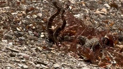 Rattlesnakes' intriguing dance routine adds a dose of excitement to recorder's work break