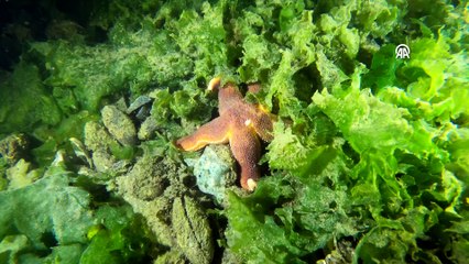 Japon deprem uzmanı Gölcük'te "batık şehre" inceleme dalışı yaptı