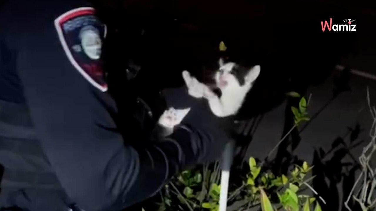 En pleine intervention, ce policier entend un animal qui semble blessé et tombe sur une véritable merveille (vidéo)