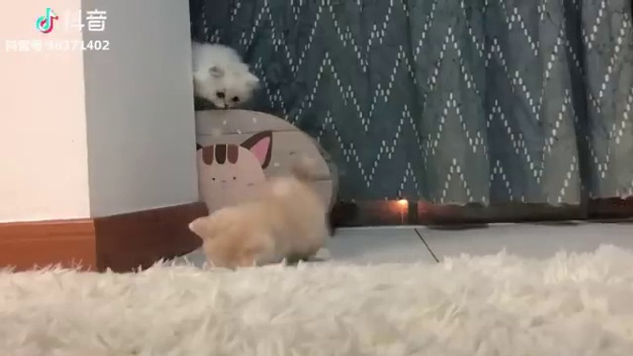 Cute and funny cats