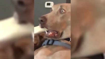 Animals Reacting on TV 2024 Funny Pets