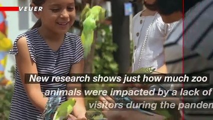 New Research Shows How The Pandemic Affected Zoo Animals