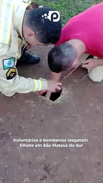 Cadelinha é resgatada de fossa em São Mateus do Sul; filhotes estão disponíveis para adoção