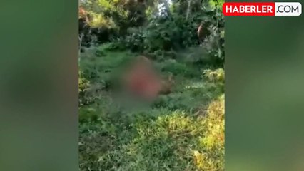 İstismar etmek istediği inek tarafından boynuzlanan çıplak adam, ağır yaralandı