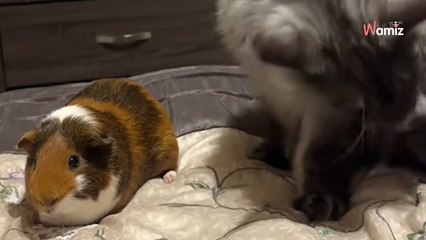 Ce Maine Coon veut « jouer » avec le cochon d'Inde : 5,6M d'internautes retiennent leur souffle (vidéo)