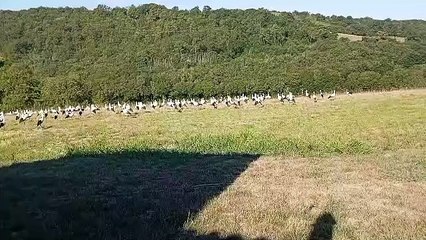 Anthony à Journiac a filmé des cigognes dans son champ ce 15 août 2024