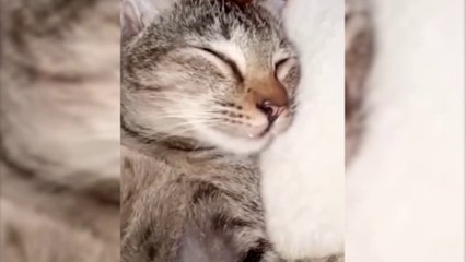 Try Not To Laugh  Video Of Strange Reactions Of Dogs And Cats 2024