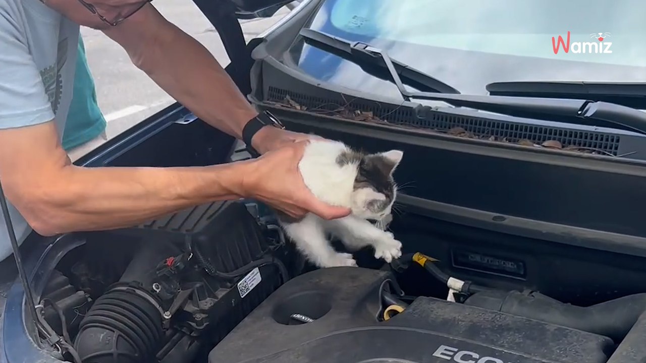 Le capot de la voiture fait des bruits étranges : 13,1M de personnes saisissent l'urgence de la situation (vidéo)