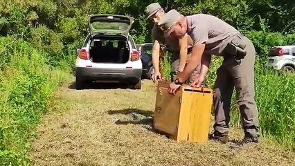 Poiana ferita torna a volare dopo un mese di cure