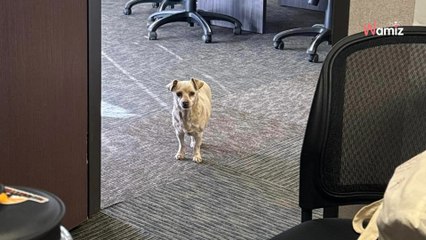 « Personne n'est autorisé à entrer dans la zone » : l'intrus dans son bureau n'a pas la même notion des règles (vidéo)