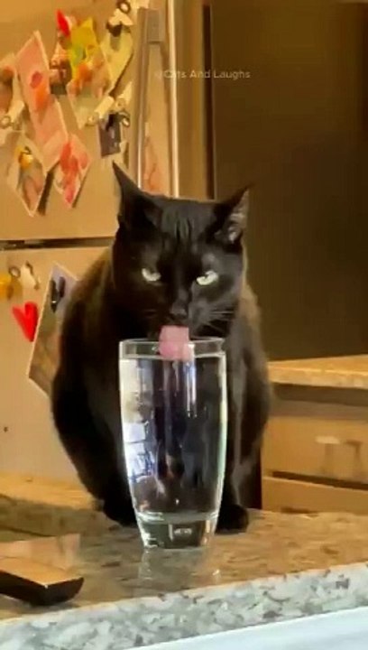 funny cats episode 112