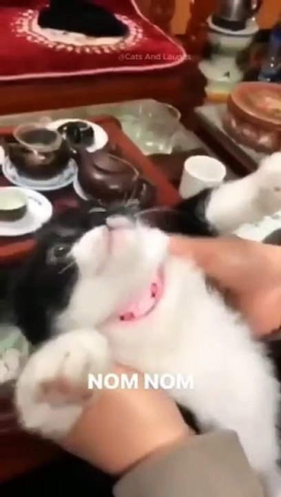 funny cats episode 111