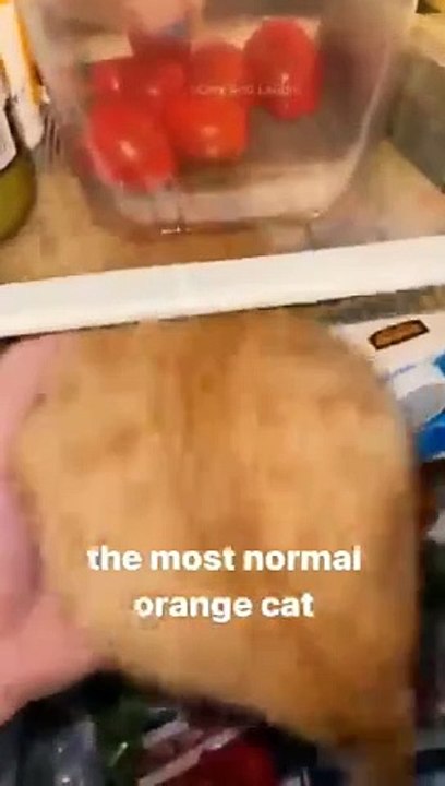 funny cats episode 114