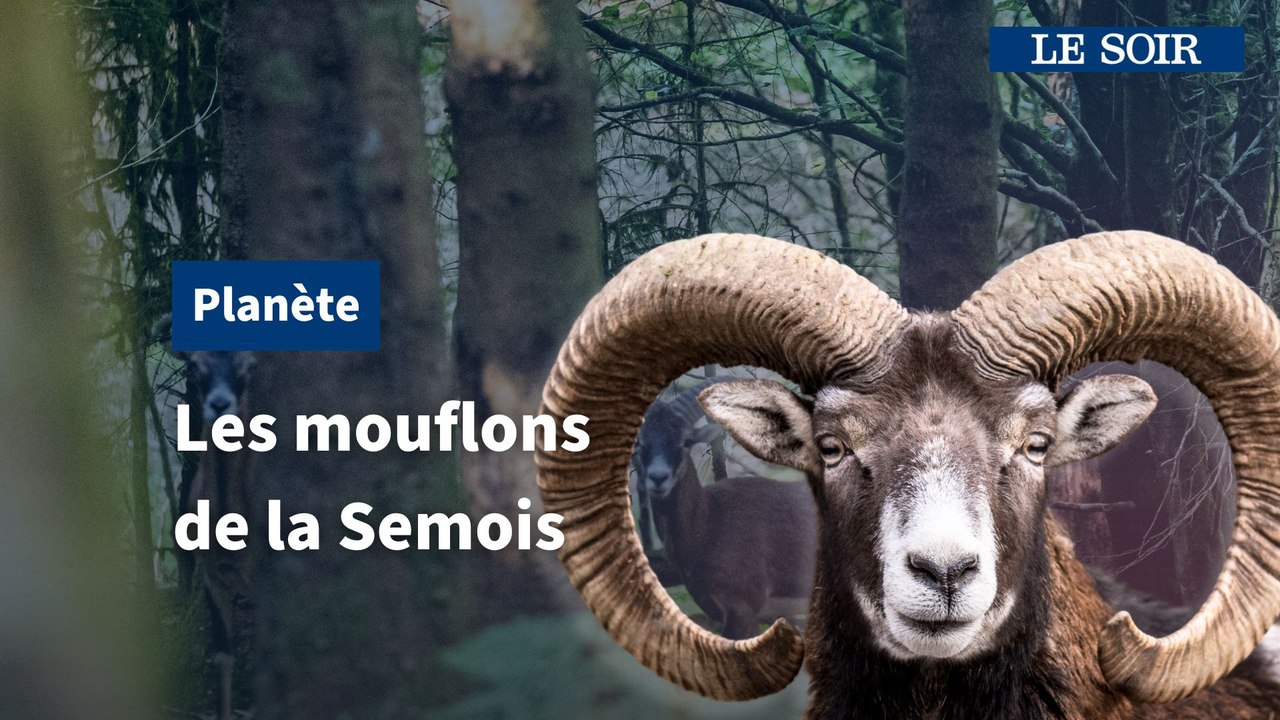 Voir des mouflons à l'état sauvage en Belgique,...
