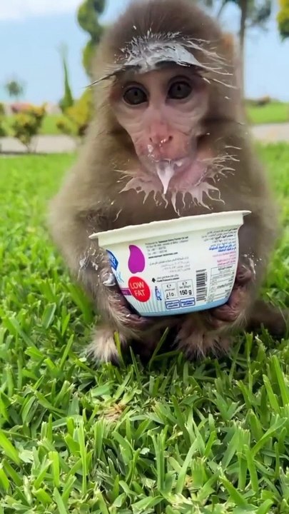 eat monky
