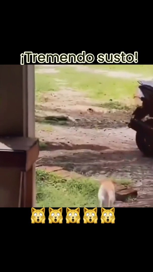 Funny reaction