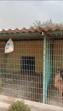 Karşıyaka Belediyesi barınaktaki hayvanlar için yardım çağrısında bulundu