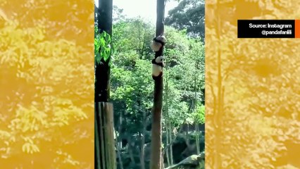 Video, jossa pandat kiipeävät puuhun, on suloisin asia, jonka näet tänään