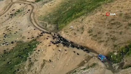 Bitlis'te sokak köpeği 14 yaşındaki çocuğa saldırdı, hastaneye kaldırıldı