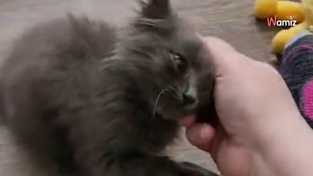 Un chaton est trouvé dans un jardin : il remercie ses sauveurs d’une façon adorable