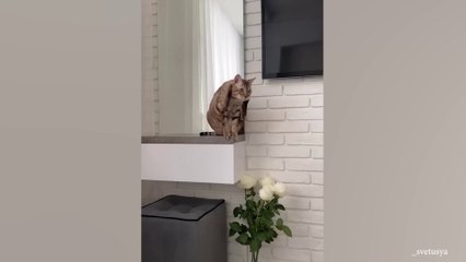 Life With A Funny Cat Is Never Boring  Funny ANIMALS videos 2024