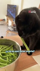 Día del Gato Negro: qué hay detrás del color negro y supersticiones