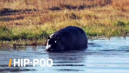 Why Do Hippos Spray Their Poo Around?
