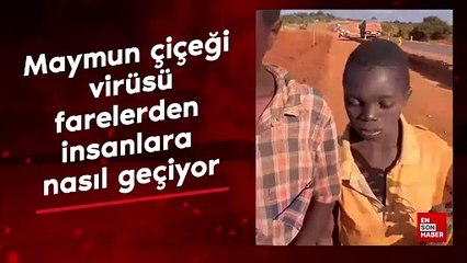 Maymun çiçeği virüsü, farelerden insanlara nasıl geçiyor