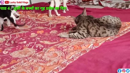 Loosi Ki Kahani Part 4 | Gorakhpur Vlog | Pet Vlog | Cat Story Video | Lucky Solid Vlogs | Pet Shop