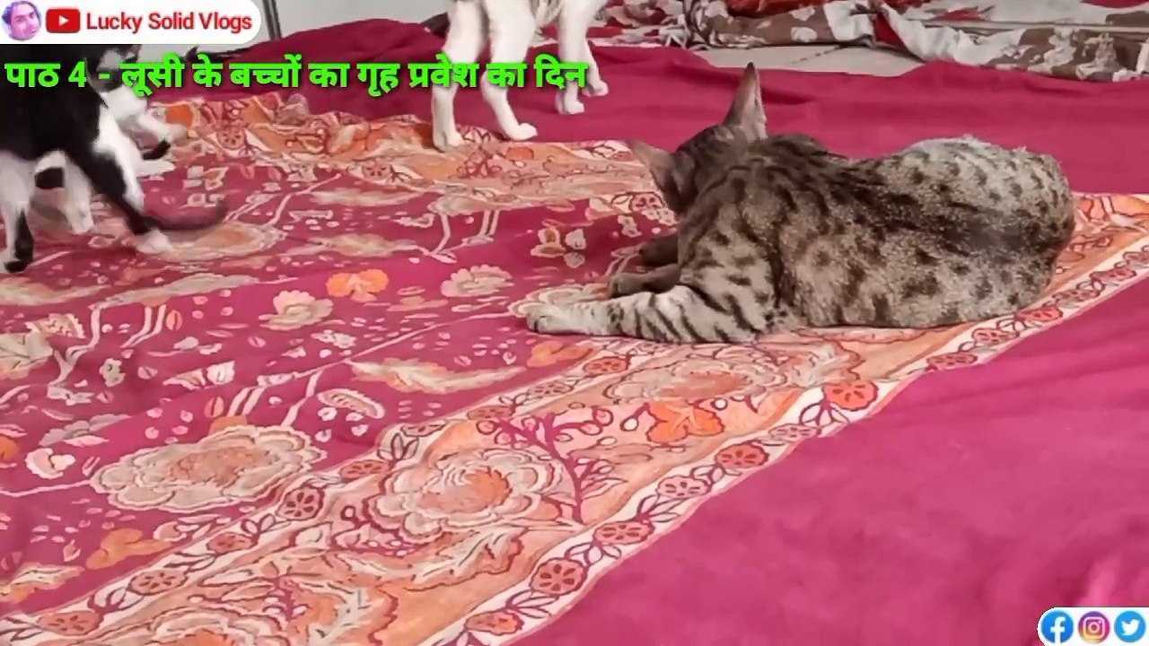 Loosi Ki Kahani Part 4 | Gorakhpur Vlog | Pet Vlog | Cat Story Video | Lucky Solid Vlogs | Pet Shop