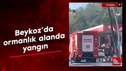 Beykoz'da ormanlık alanda yangın